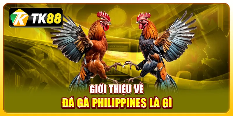 đá gà Philippines