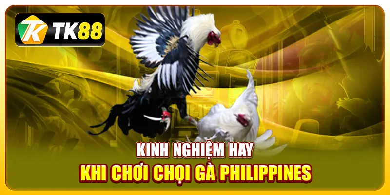 Kinh nghiệm hay khi chơi chọi gà Philippines