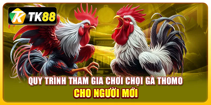 Quy trình tham gia chơi chọi gà Thomo cho người mới