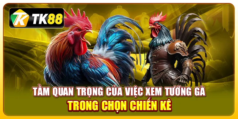 Tầm quan trọng của việc xem tướng gà trong chọn chiến kê