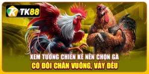 xem tướng gà chọi